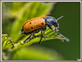 Chrysomelide